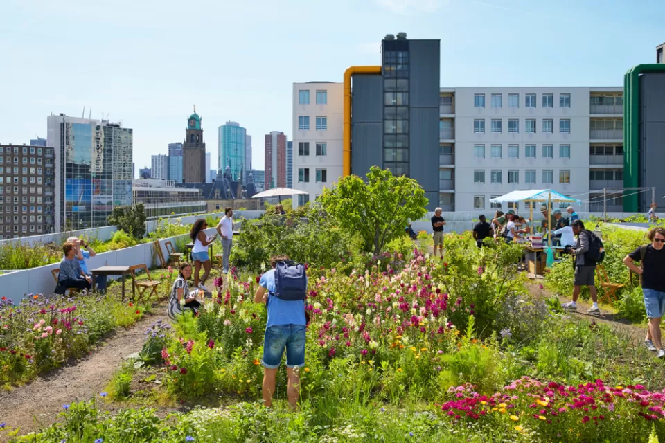 Green roof in Rotterdam, The Netherlands